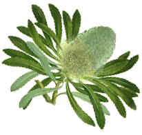 related image