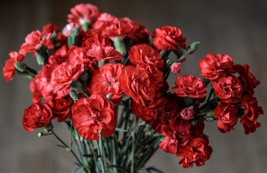 Clydesdales and Carnations