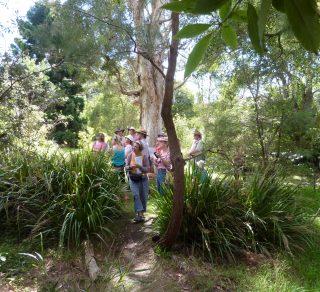 Tour group in Lookout Reserve one of the many Griffin reserves at Castlecrag related image