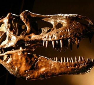 A T rex skull acts as an incredible example of the impressive fossils discovered by palaeontologists around the world related image