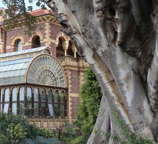 Rippon Lea boasts an abundance of interesting trees related image