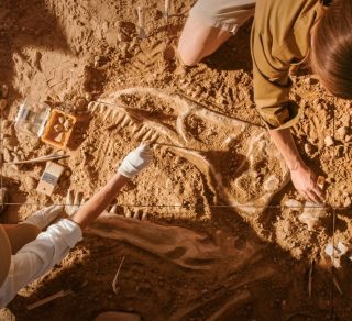 A dinosaur skull shows some of the incredible fossils that can be found around the world related image