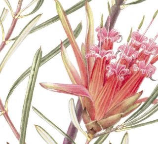 Mountain Devil Lambertia formosa by Elaine Musgrave featured in the Botanic Endeavour Exhibition related image