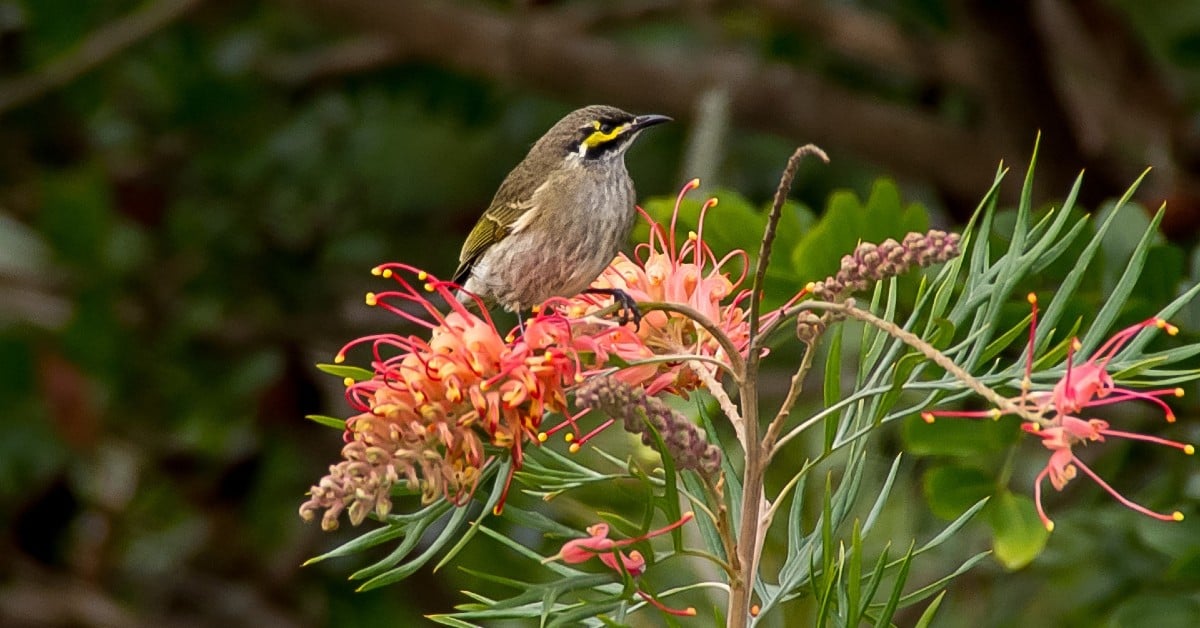 Yellow Faced Honeyeater