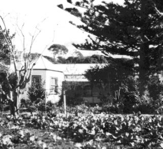 A black and white photograph of Churchill Island showing Amess House and the Norfolk Island Pine related image