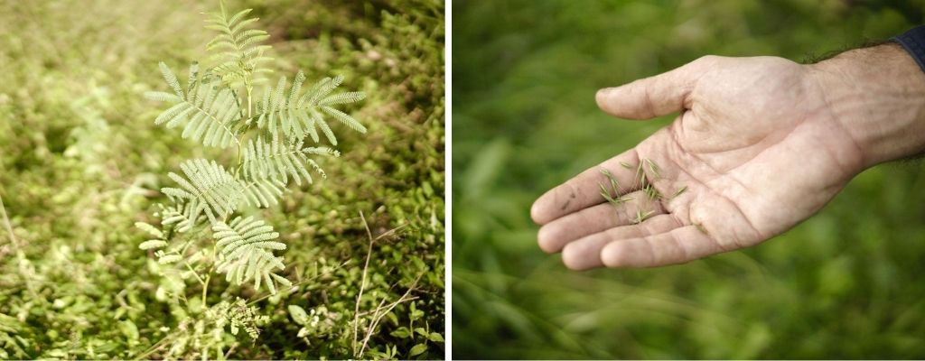 Native plantings