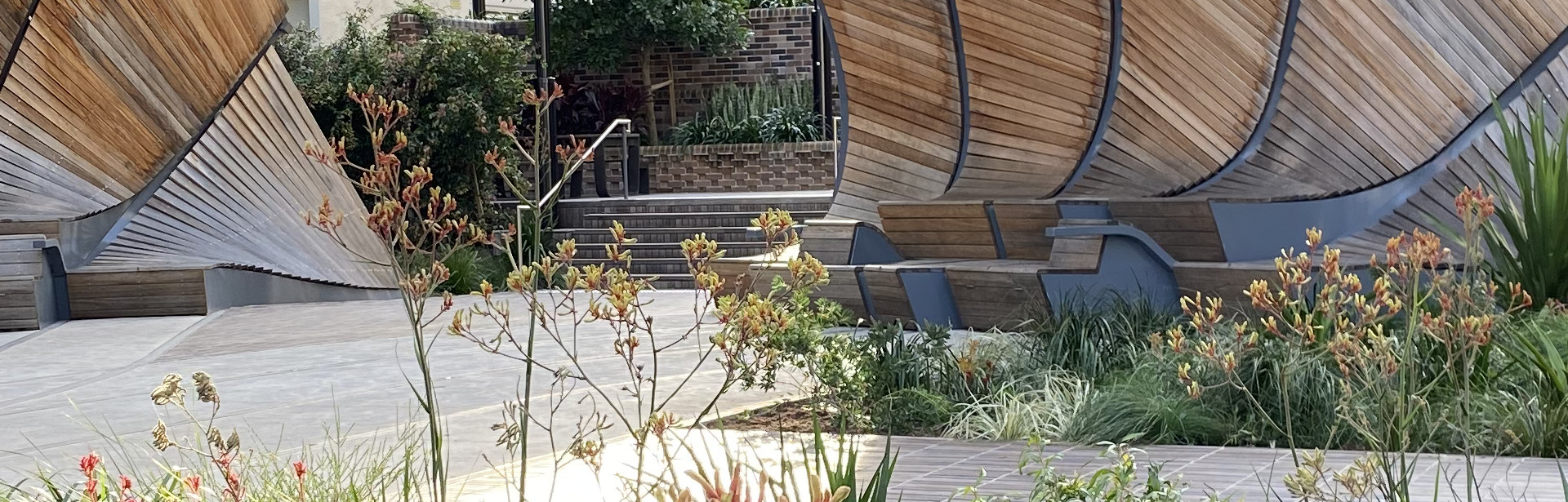 Interchange Pavilion Gardens  Native species garden plantings to complement and highlight a large sculptural work Chris Fox Studios and gorgeous Ivory Curl alongside some Gymeas photo supplied