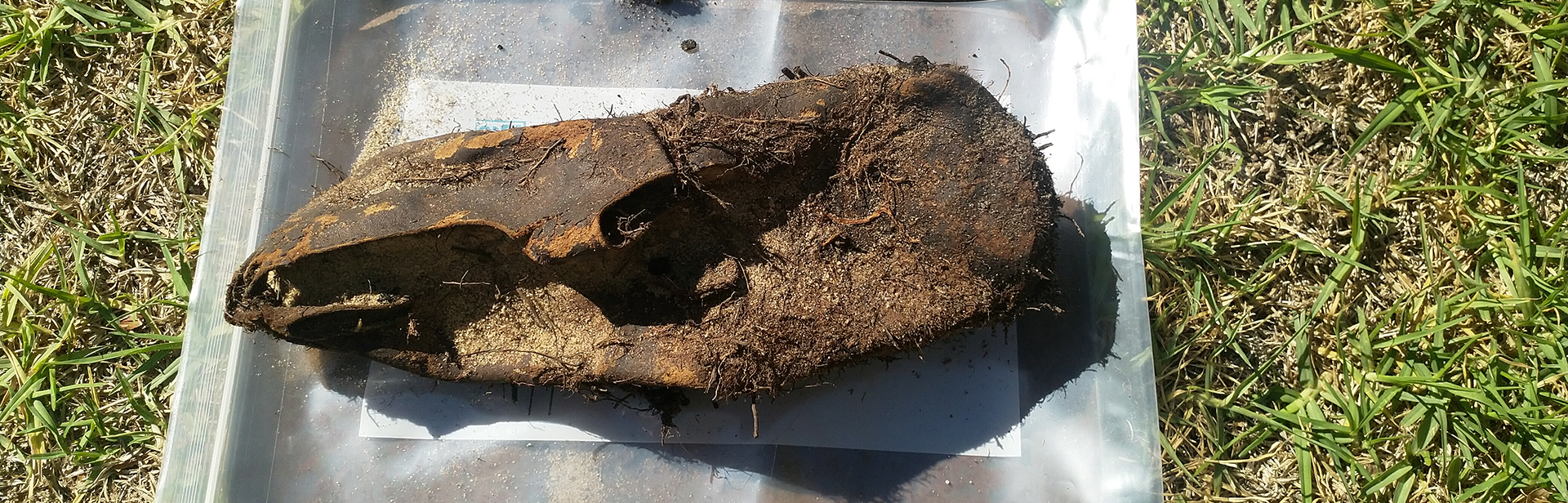 Excavated leather shoe found at Peninsula Farm