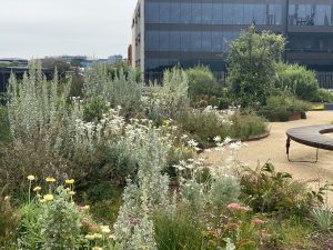 Community Rooftop Garden with over 60 species of native medicinal and edible plants.