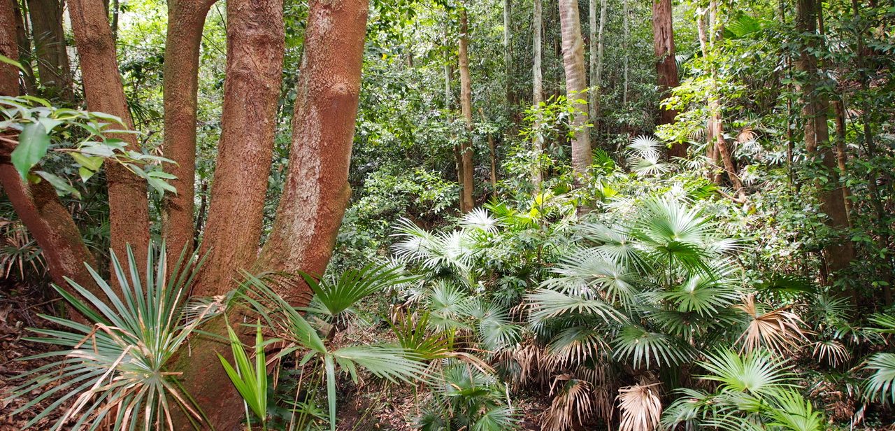 Browns Field, Wahroonga