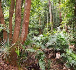 Browns Field Wahroonga related image