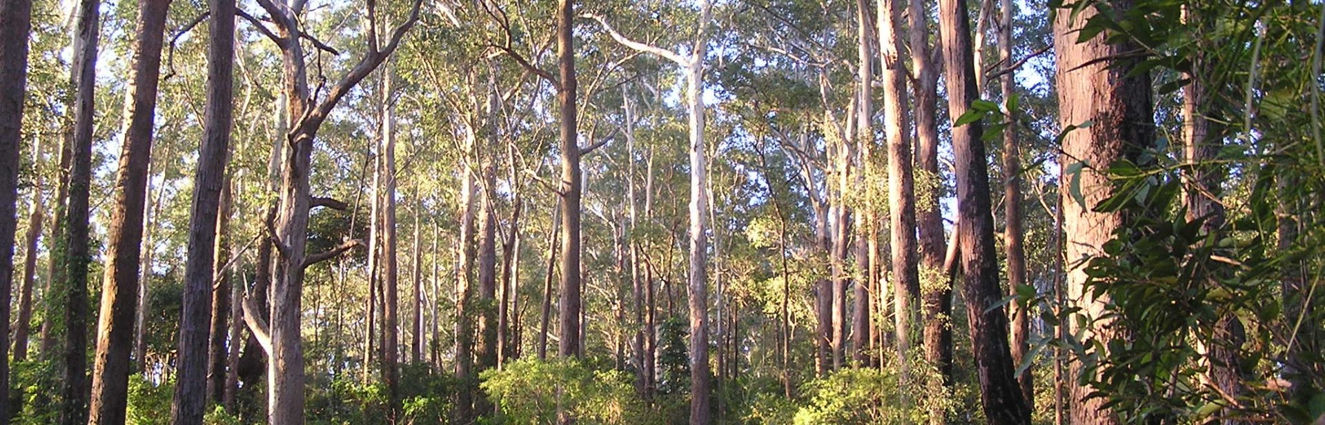 Sheldon Forest, Turramurra