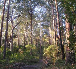 Sheldon Forest Turramurra related image