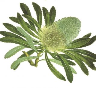 related image