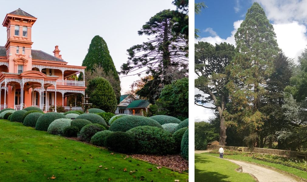 Trees in National Trust gardens