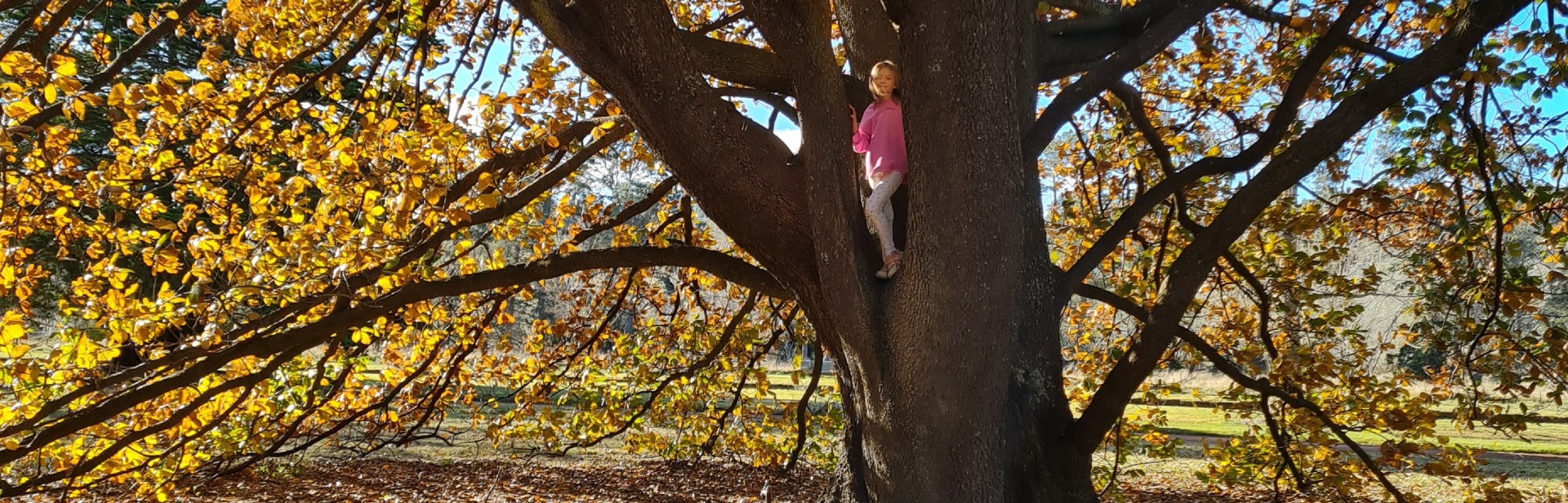 Great trees to see up close