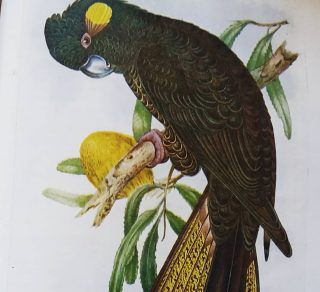 related image