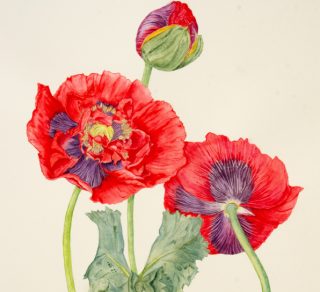 related image