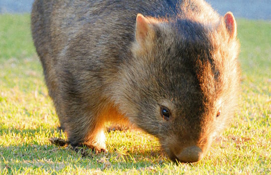 Australian Wildlife Sanctuary