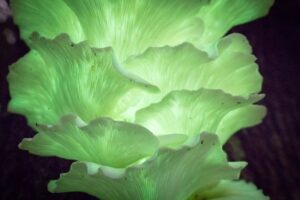 Illuminated green/yellow petal layers face up.