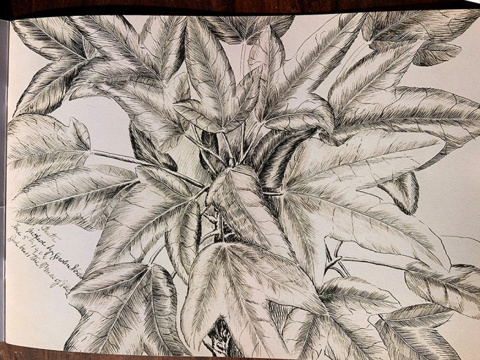 Emily Twynam sketch
