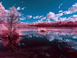 False Colour Infra Red Photograph with pink trees and blue skies reflected in a lake