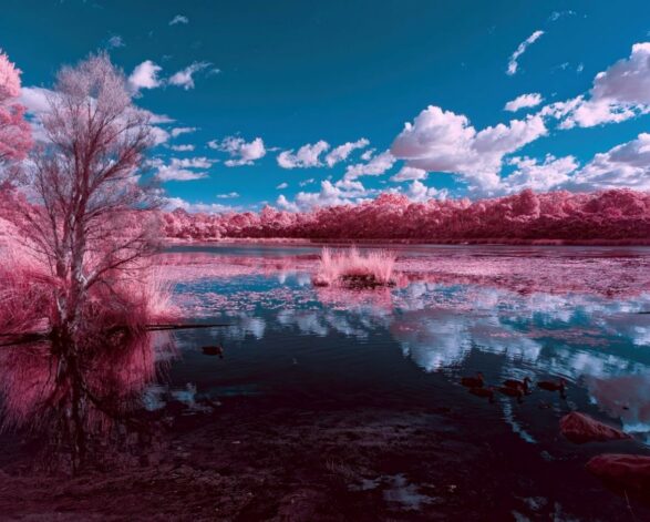 False Colour Infra Red Photograph with pink trees and blue skies reflected in a lake