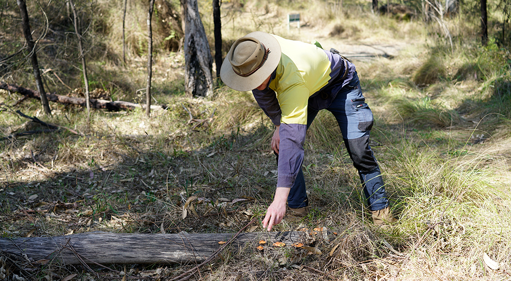 Bushland management