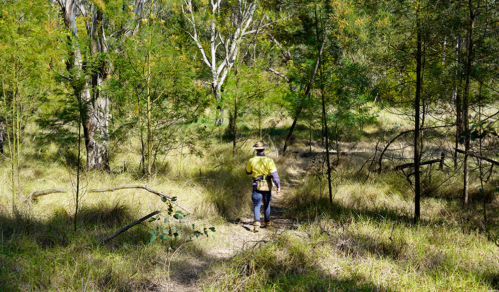 Bushland management