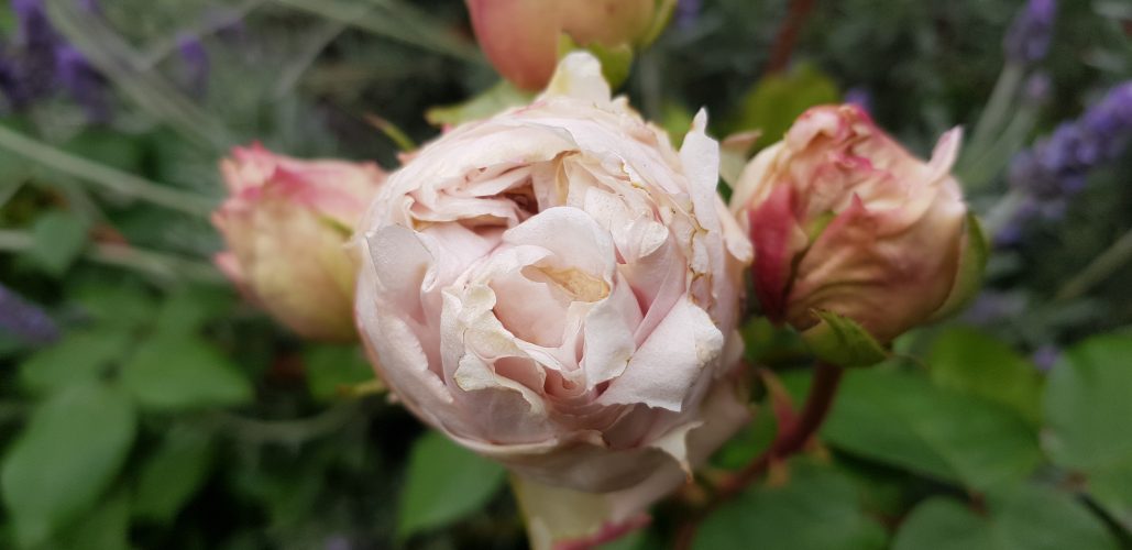 Runnymede Spring Garden Fair 2023 National Trust