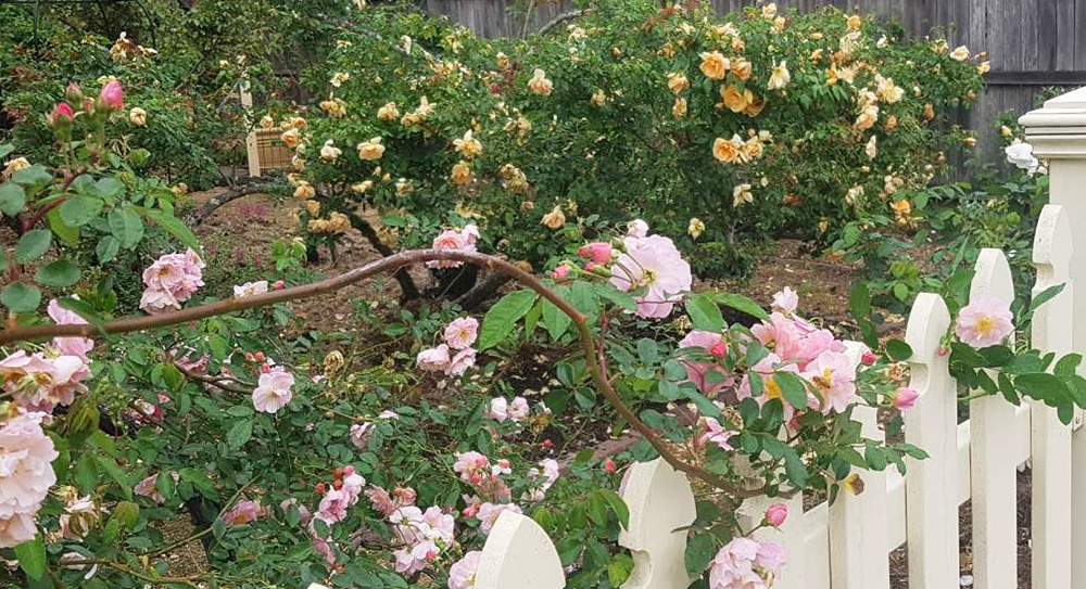 Grossmann House roses
