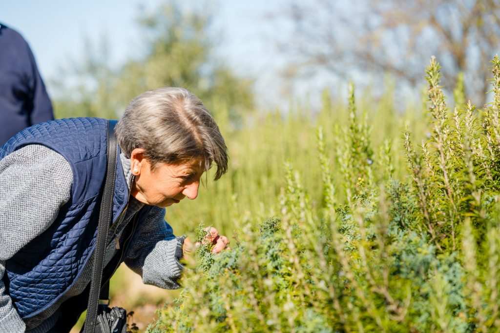 Grey haired woman in a blue cold weather vest leans forward to smell a sprig of rosemary from a large green bush
