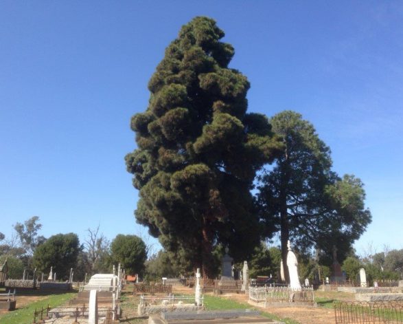 Long-Leaved Indian Pine