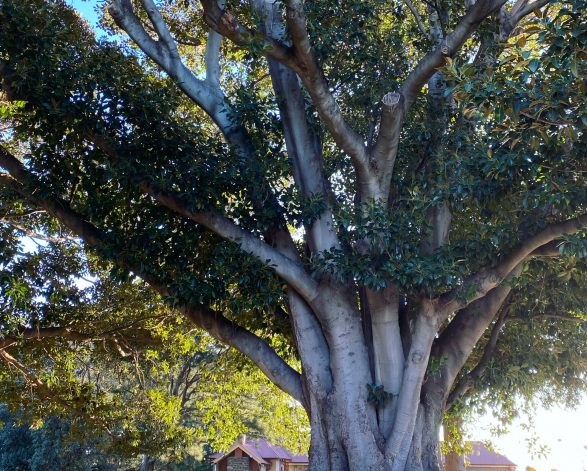 Moreton Bay Fig