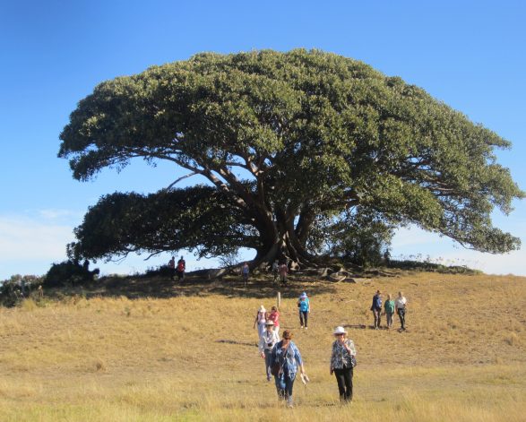 Moreton Bay Fig