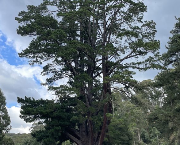 Monterey Pine 