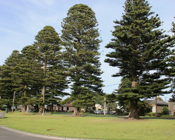 Norfolk Island Pine