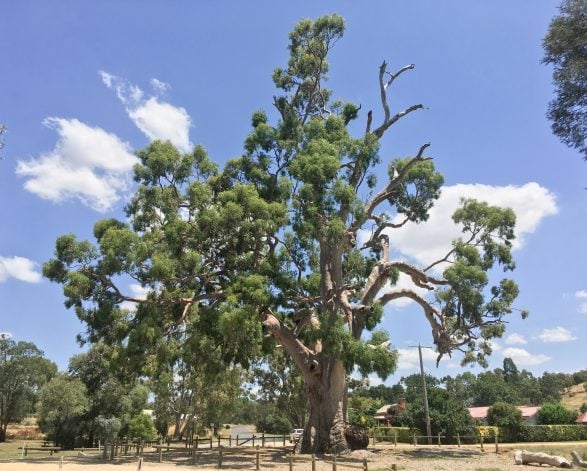 River Red Gum 