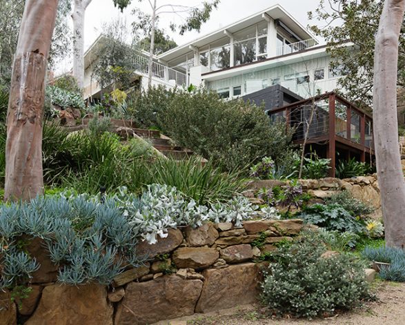 Native plants surrounding a house