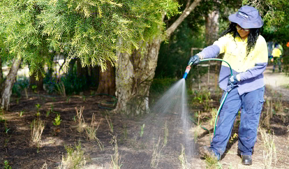 How to care for a native garden