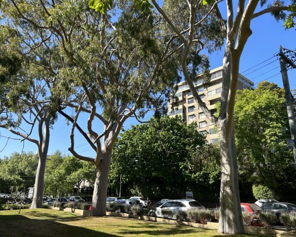 Lemon-Scented Gum