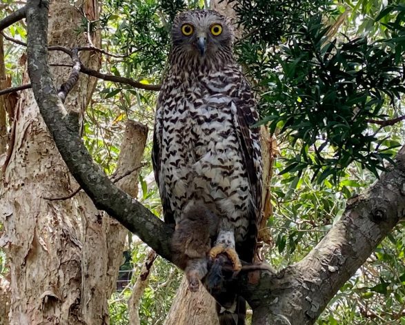 A Powerful Owl At Elgata Close Reserve