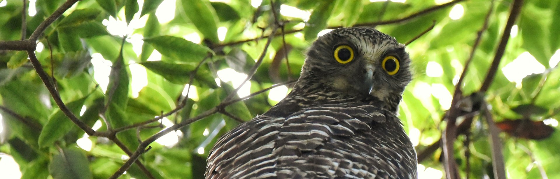 Powerful Owl