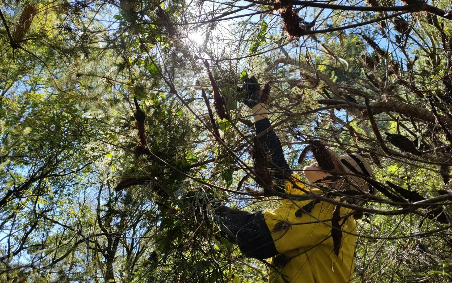 The Crew Removing Exotic Vines