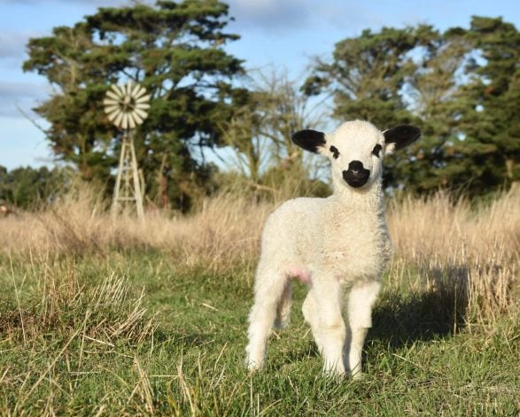 Fleece, Fibre & Fancywork