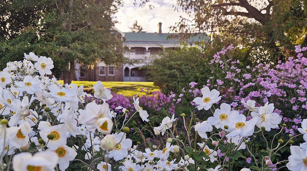 Windflowers