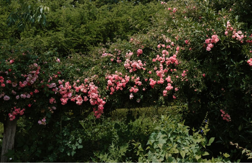 Roses at Saumarez Homestead.