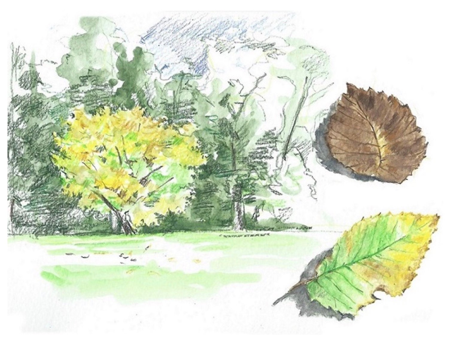 feature image