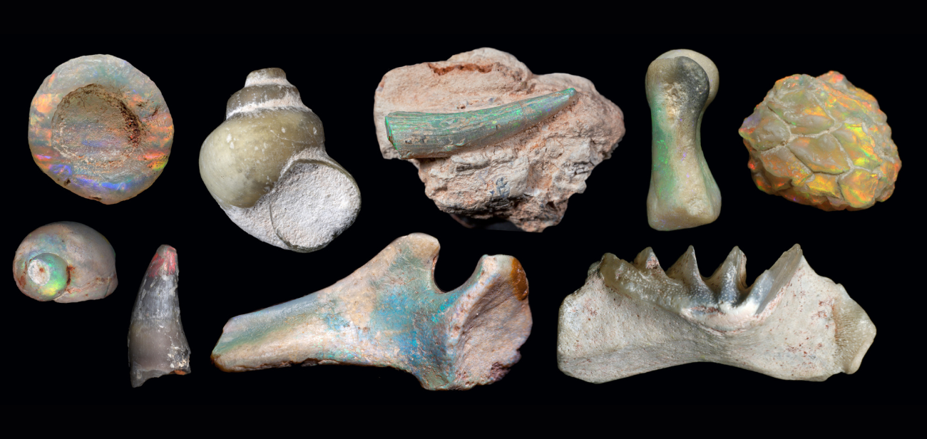 Opalised fossils from Australian Opal Centre