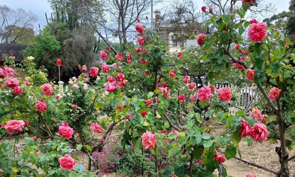 Pink roses in full bloom